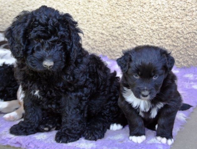 TR. Jia-li of the marjohrita