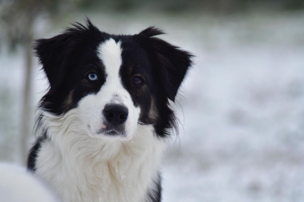 Publication : of the marjohrita