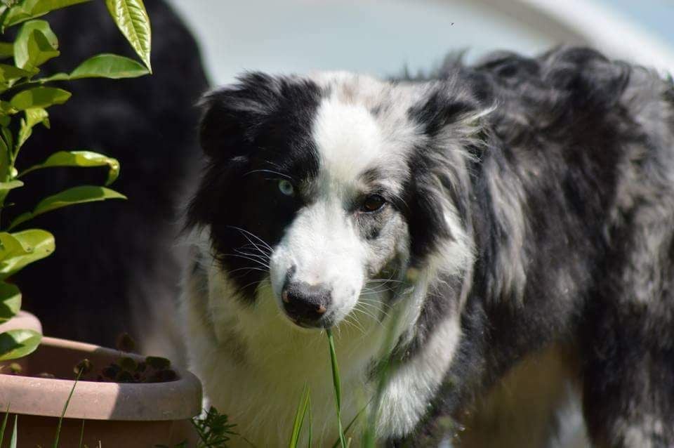 Publication : of the marjohrita