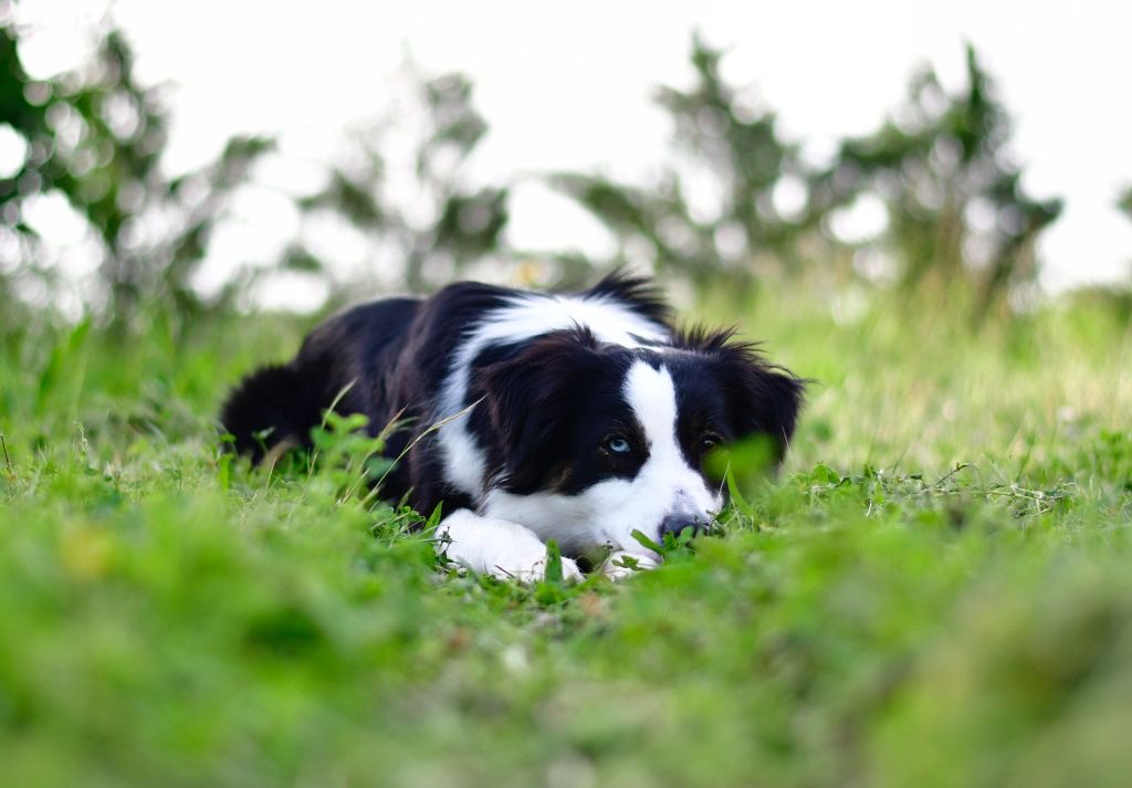 Publication : of the marjohrita