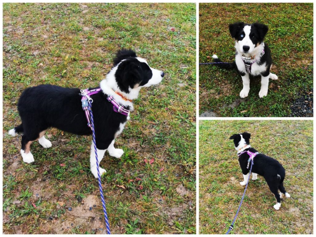 Publication : of the marjohrita