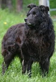 TR. Jia-li of the marjohrita