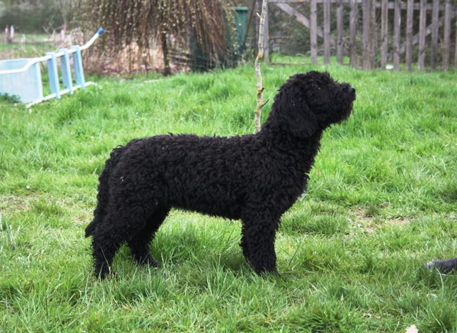 CH. Hye of the marjohrita