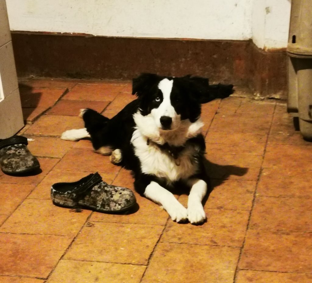 Publication : of the marjohrita