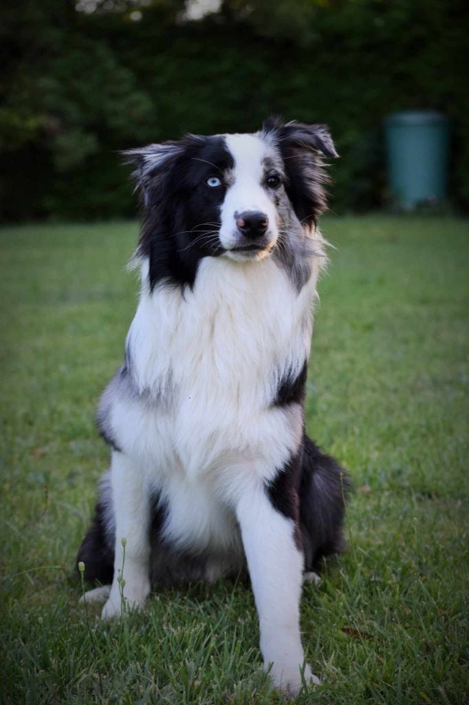 Publication : of the marjohrita