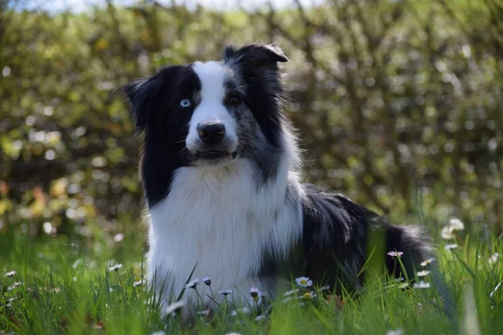 Publication : of the marjohrita