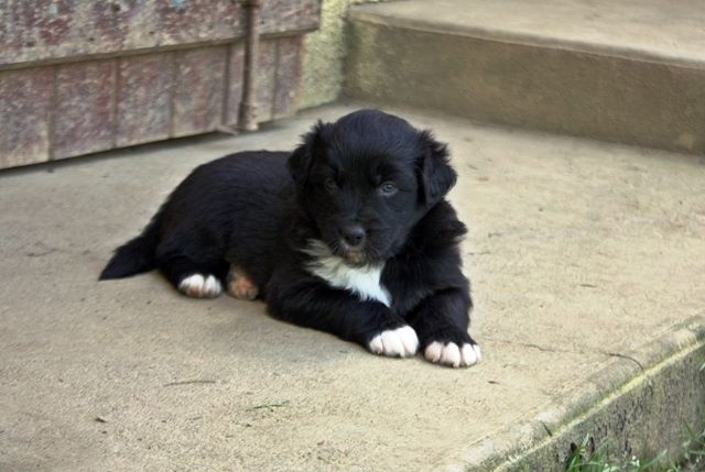 TR. Jia-li of the marjohrita