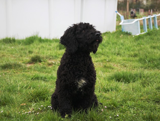 CH. Hye of the marjohrita