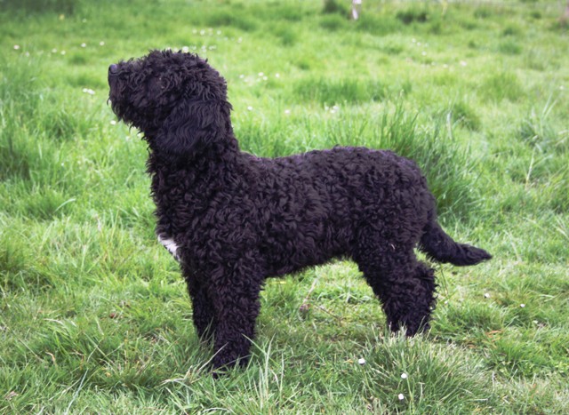 CH. Hye of the marjohrita