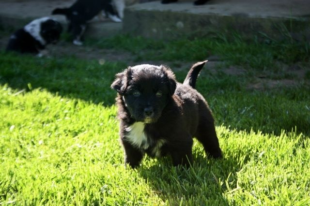 TR. Jia-li of the marjohrita