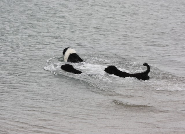 CH. Hye of the marjohrita