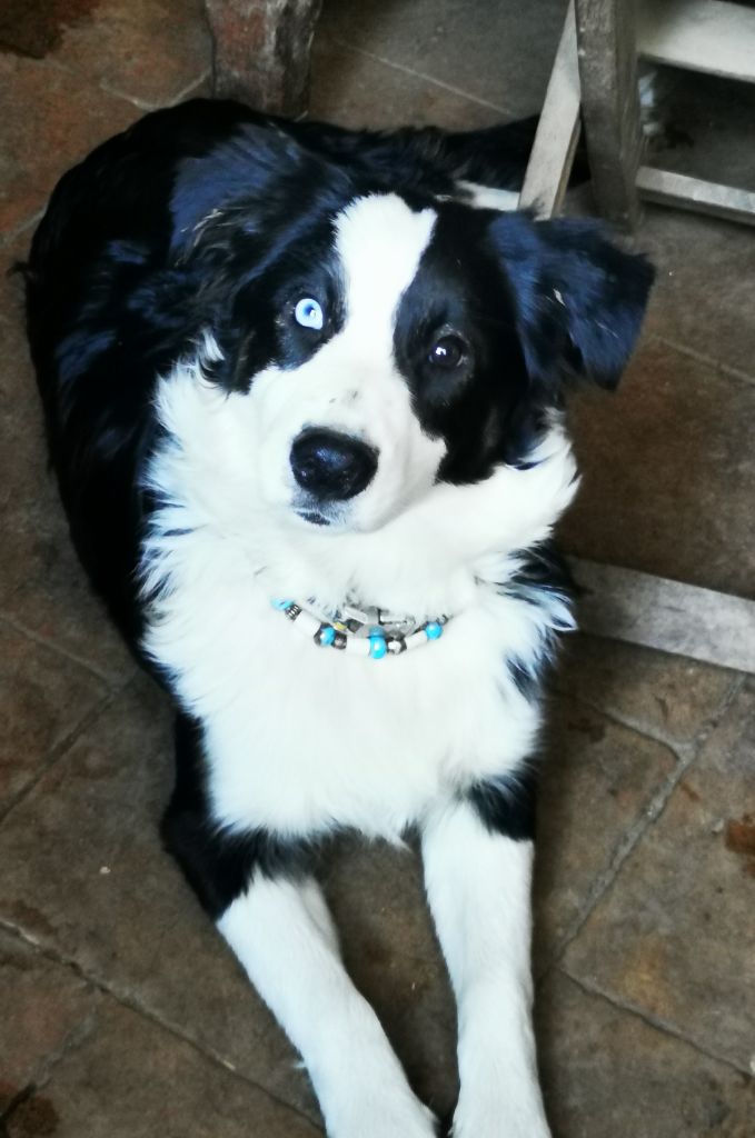 Publication : of the marjohrita