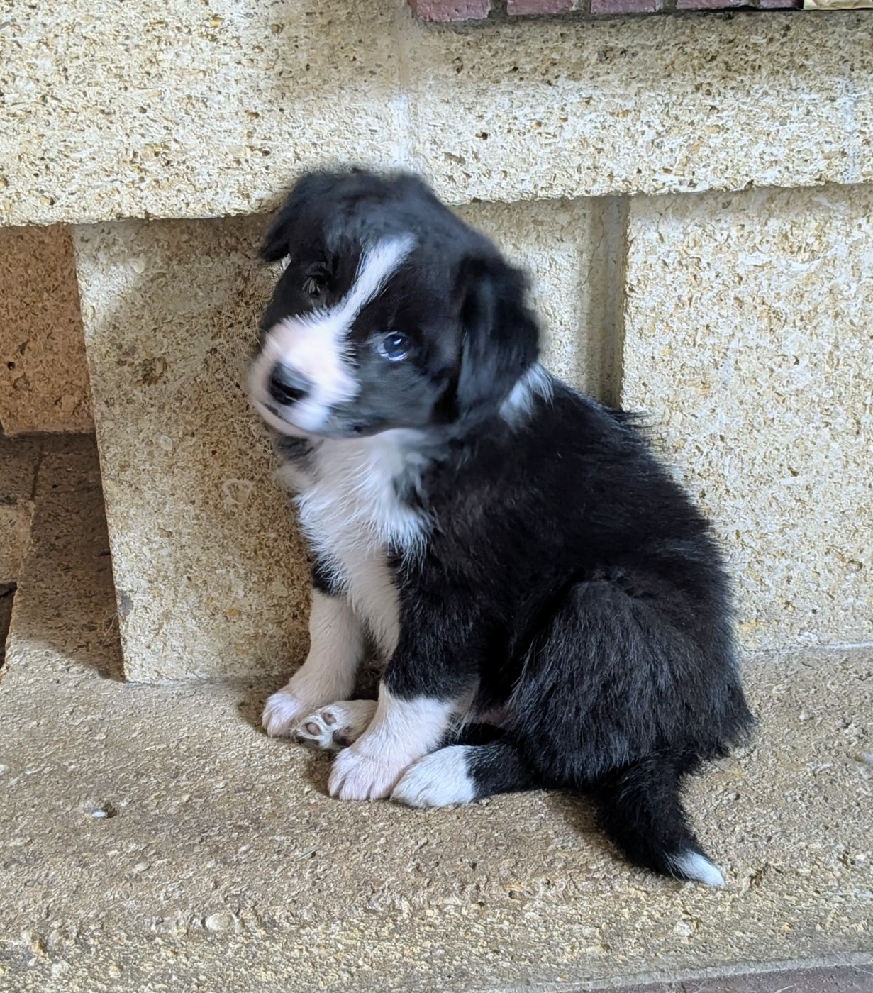 CHIOT 1 - Berger Australien