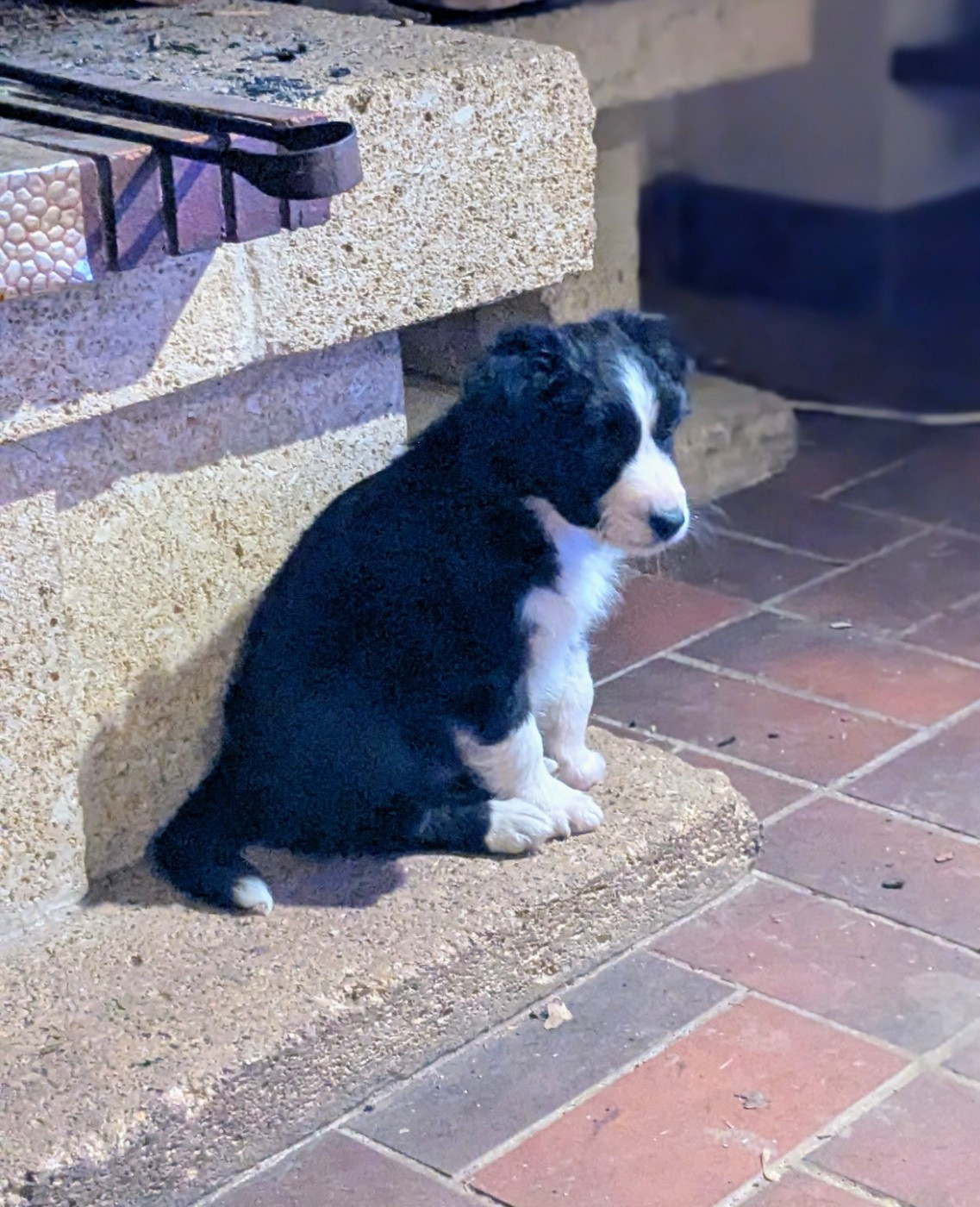 CHIOT 3 - Berger Australien