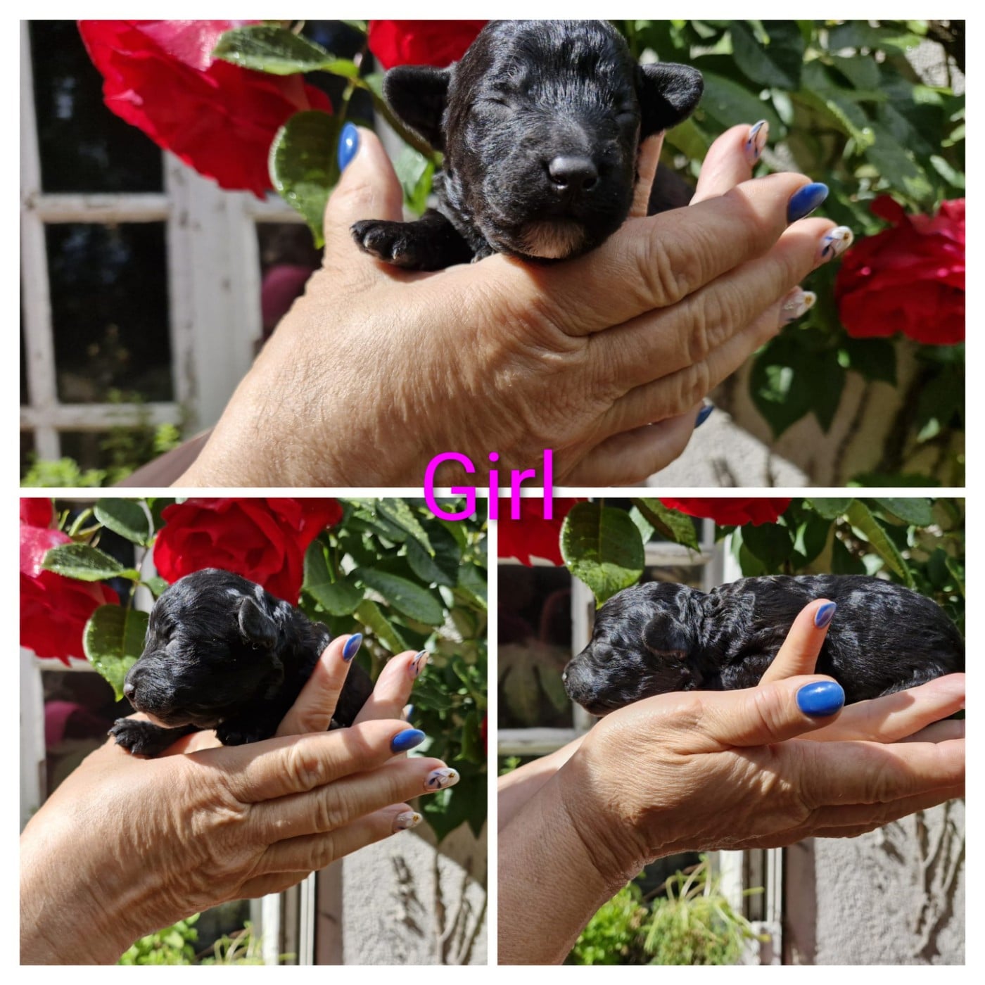 CHIOT 1 - Chien d'eau espagnol