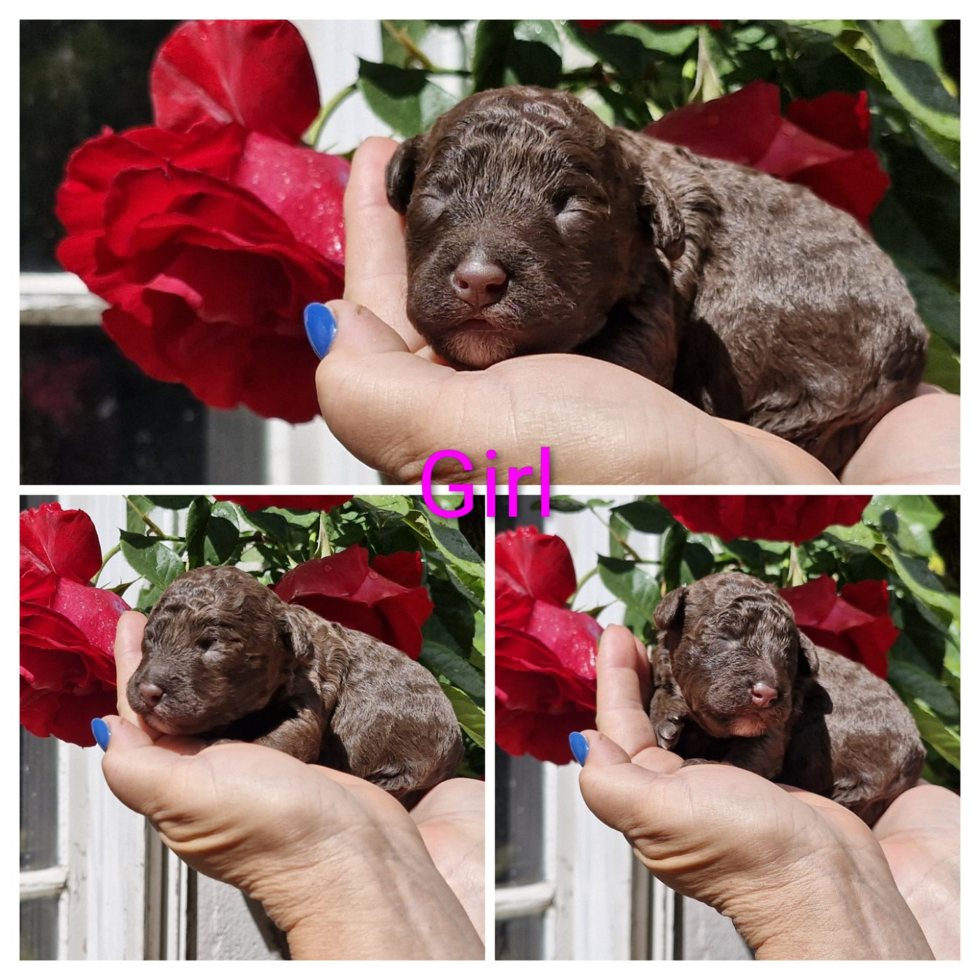 CHIOT 2 - Chien d'eau espagnol