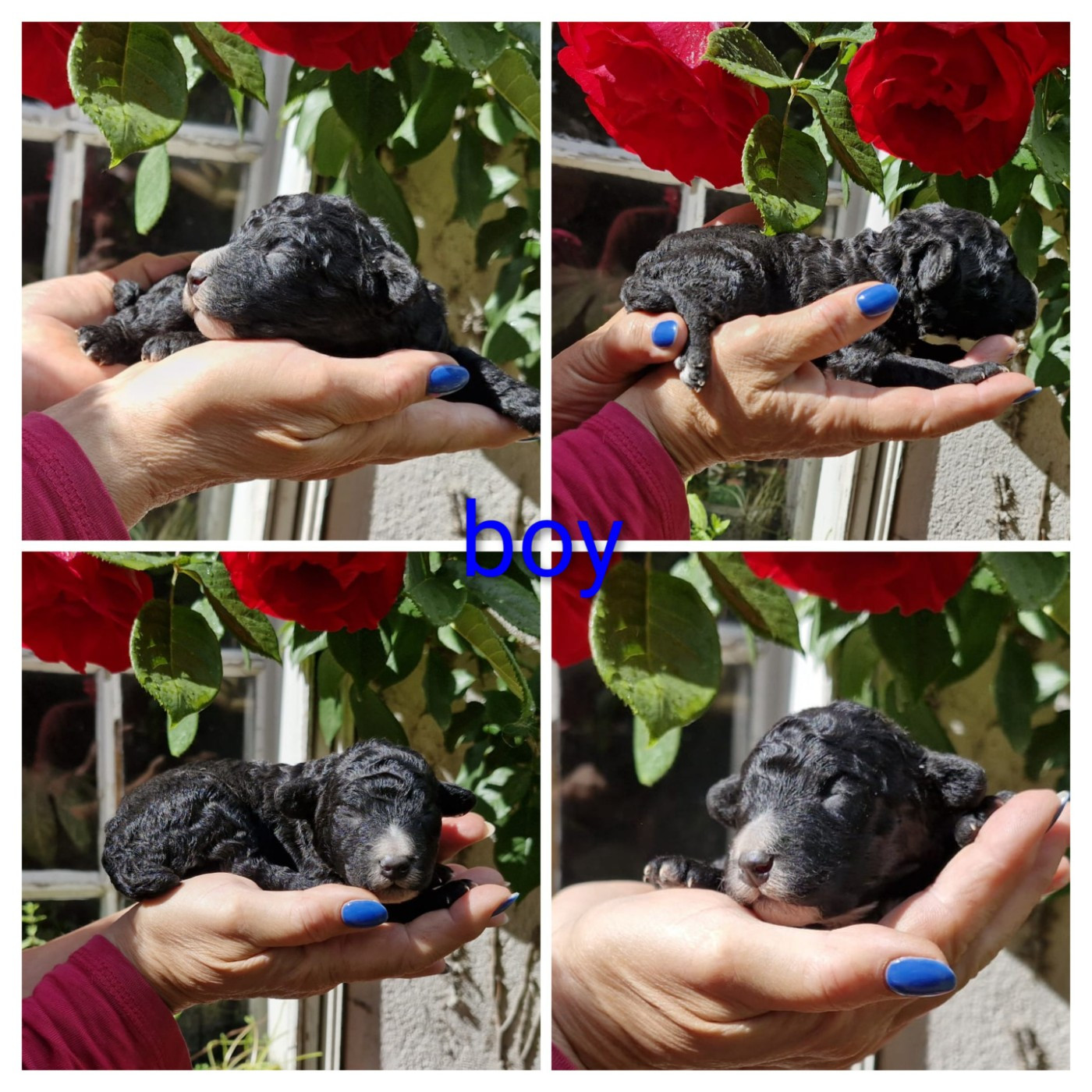 CHIOT 4 - Chien d'eau espagnol