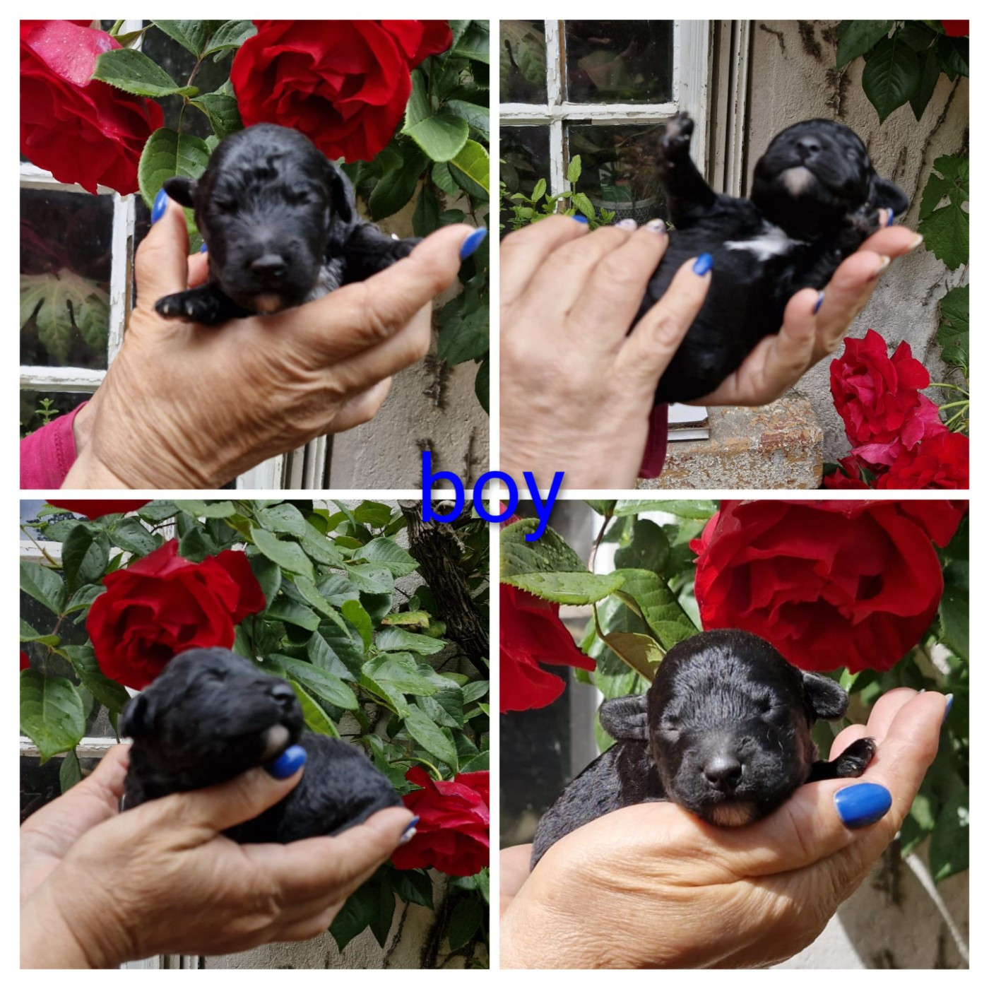 CHIOT 5 - Chien d'eau espagnol