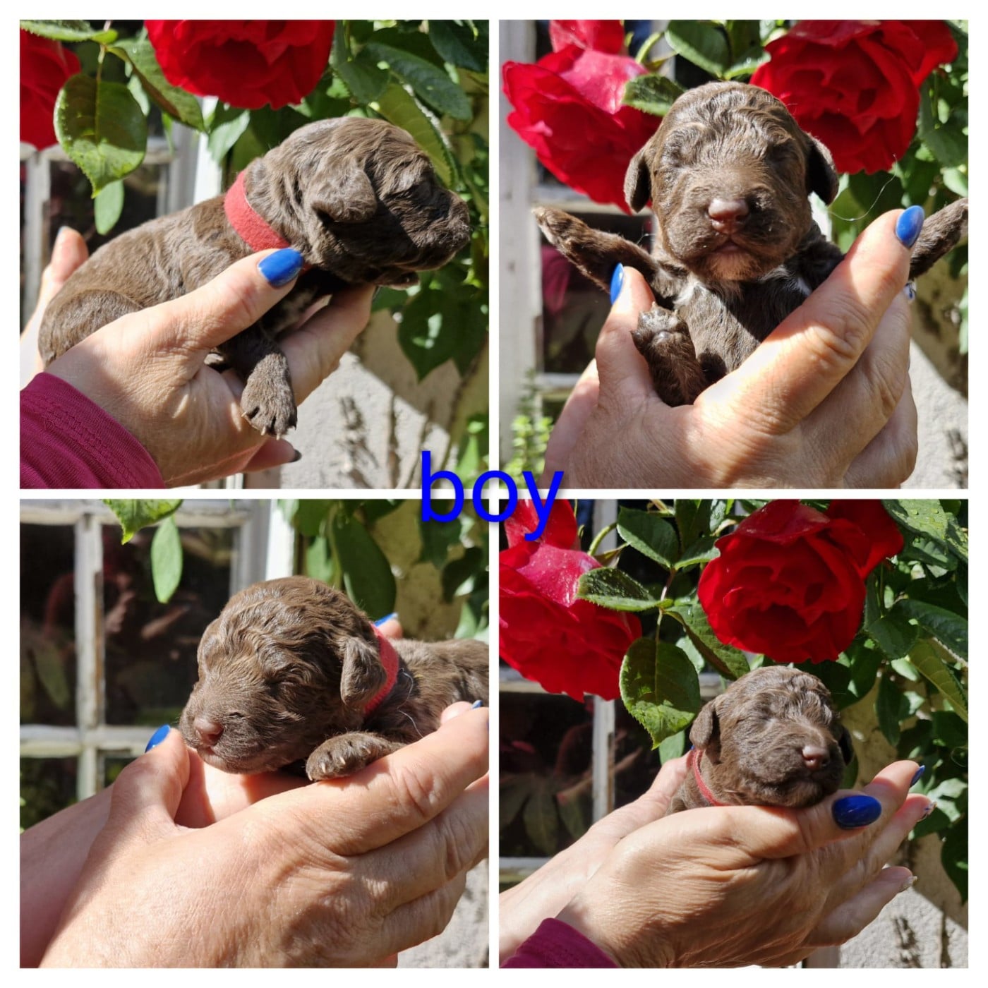 CHIOT 8 - Chien d'eau espagnol