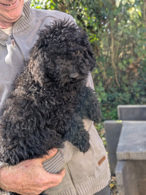 Les chiots de Chien d'eau espagnol