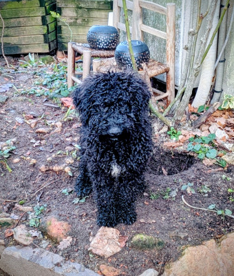 Les chiots de Chien d'eau espagnol