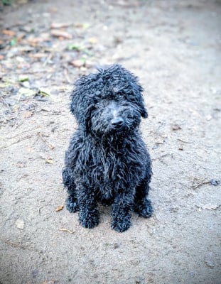 Les chiots de Chien d'eau espagnol