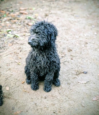 Les chiots de Chien d'eau espagnol