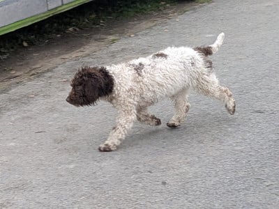 Les chiots de Chien d'eau espagnol