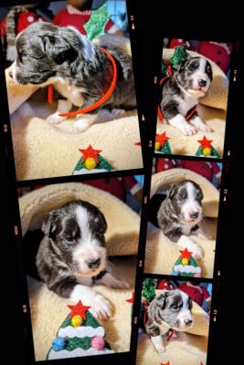 Les chiots de Berger Australien