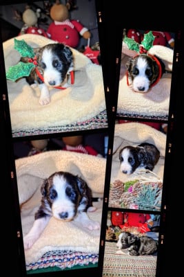 Les chiots de Berger Australien