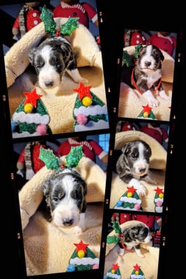 Les chiots de Berger Australien