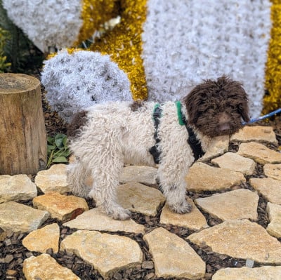 Les chiots de Chien d'eau espagnol