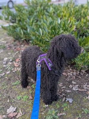 Les chiots de Chien d'eau espagnol