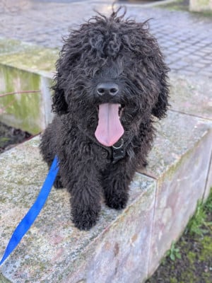 Les chiots de Chien d'eau espagnol
