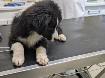 Les chiots de Berger Australien