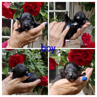 Les chiots de Chien d'eau espagnol
