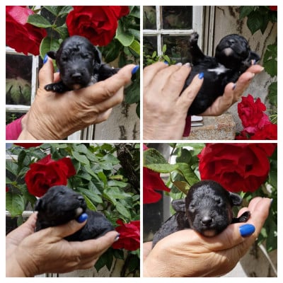 Les chiots de Chien d'eau espagnol