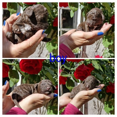 Les chiots de Chien d'eau espagnol