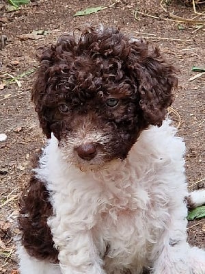 Les chiots de Chien d'eau espagnol