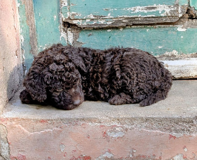 Les chiots de Chien d'eau espagnol