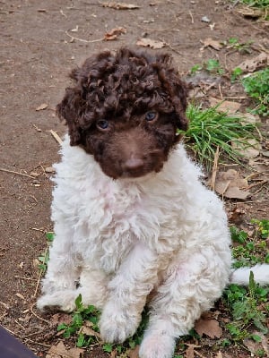 Les chiots de Chien d'eau espagnol