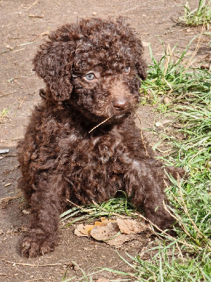 Les chiots de Chien d'eau espagnol