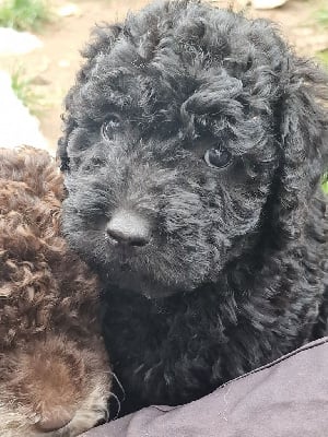 Les chiots de Chien d'eau espagnol