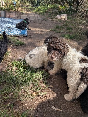 Les chiots de Chien d'eau espagnol