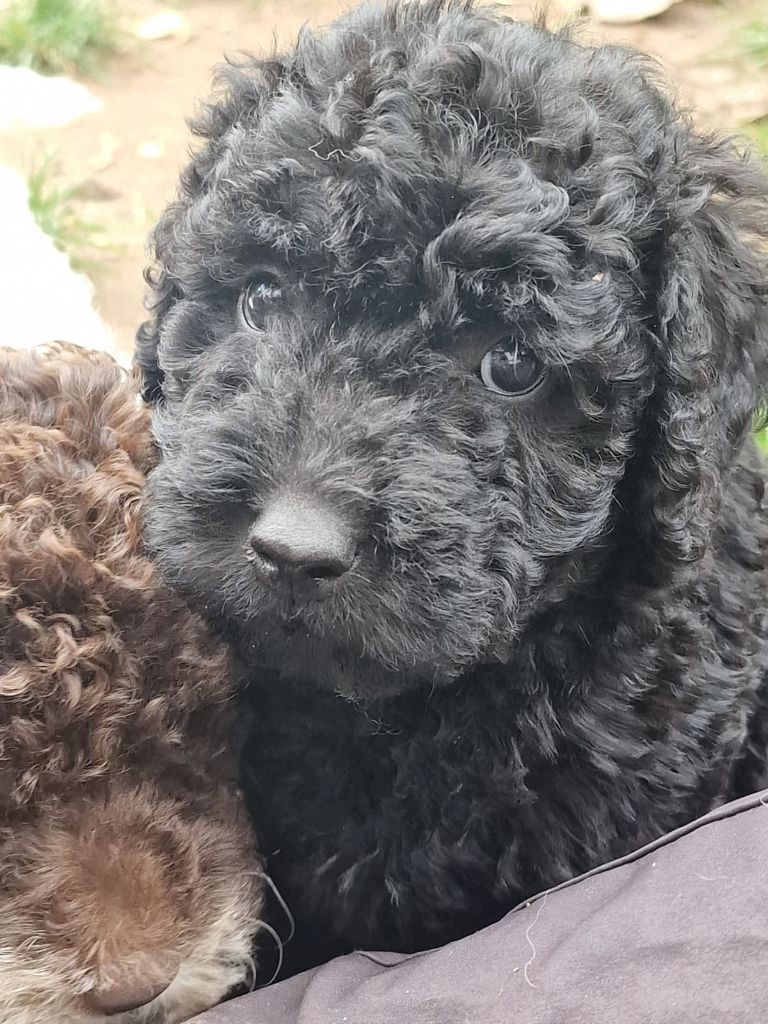 CHIOT - Chien d'eau espagnol