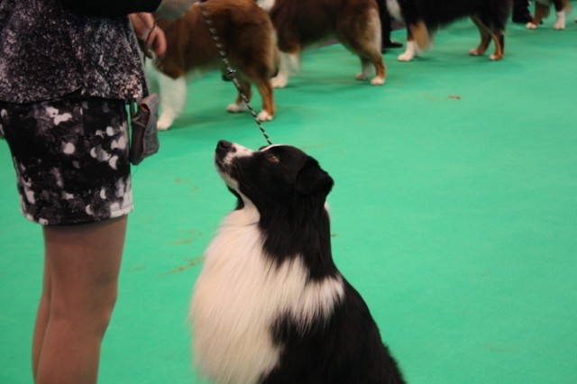 Stds g'homer (alias mer) of the marjohrita - Selectione NC sur 22