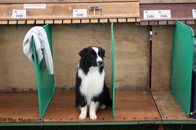 Stds g'homer (alias mer) of the marjohrita - 3e open