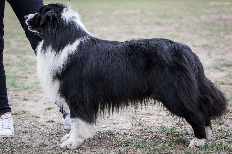 Stds g'homer (alias mer) of the marjohrita - 2exs