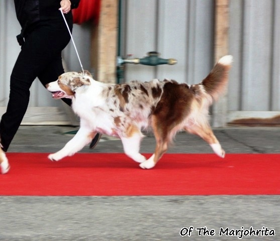 Florida knight key (freya) de Solemel - TB