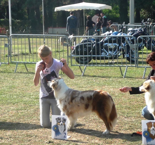 Florida knight key (freya) de Solemel - 2e Excellent